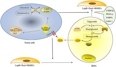 Bone Marrow Adipocyte: An Intimate Partner With Tumor Cells in Bone Metastasis